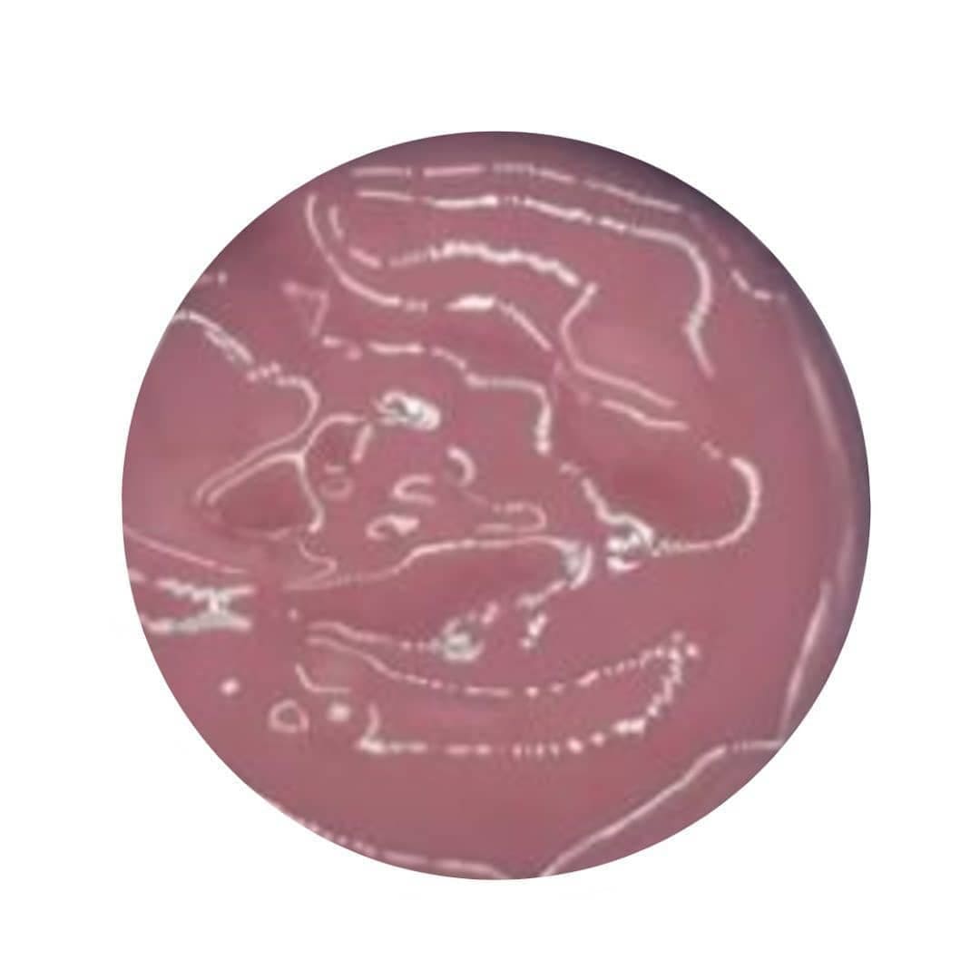 Premium Sculpting Gel Fufu 60ml Squeeze Bottle